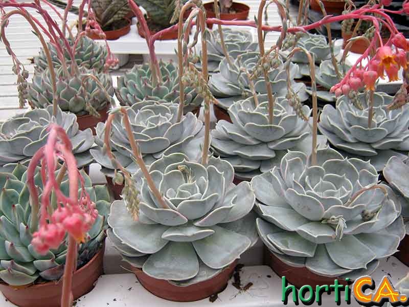 Echeveria lilacina