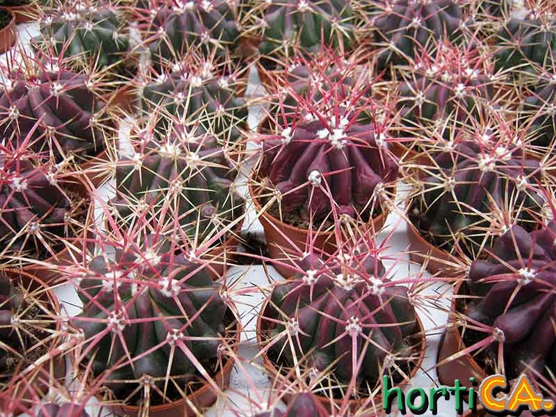 Ferocactus