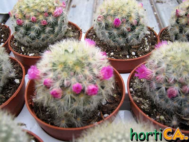 Mammilaria carmenae