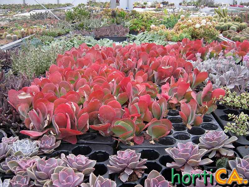Cotyledon orbiculata var. orbiculata Pig's Ear