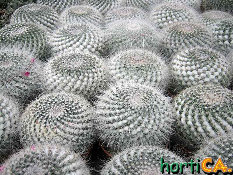Mammilaria hahniana