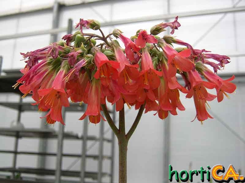 kalanchoe daigremontiana