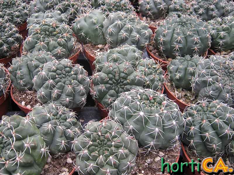 Gymnocalycium baldianum
