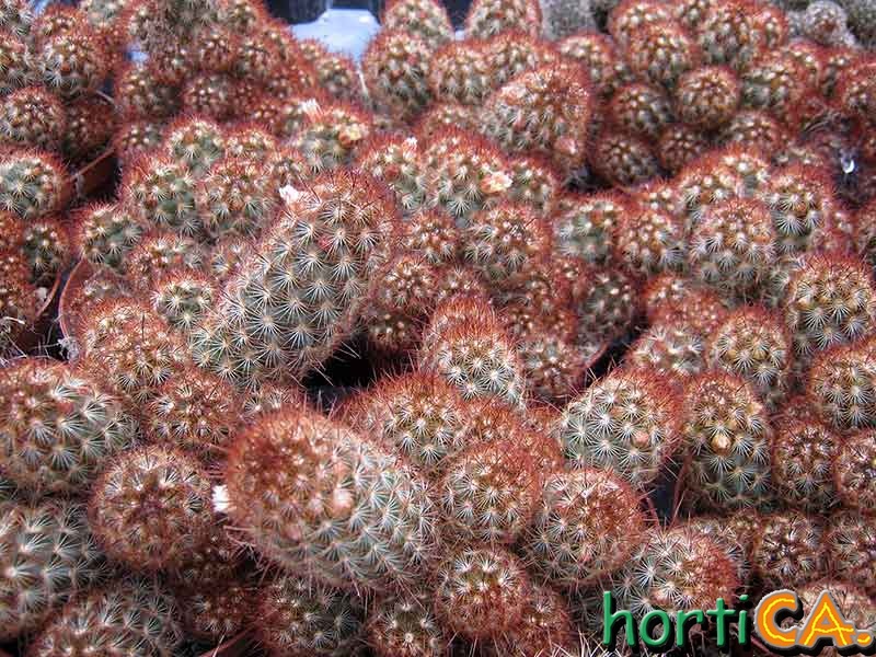 Mammilaria elongata