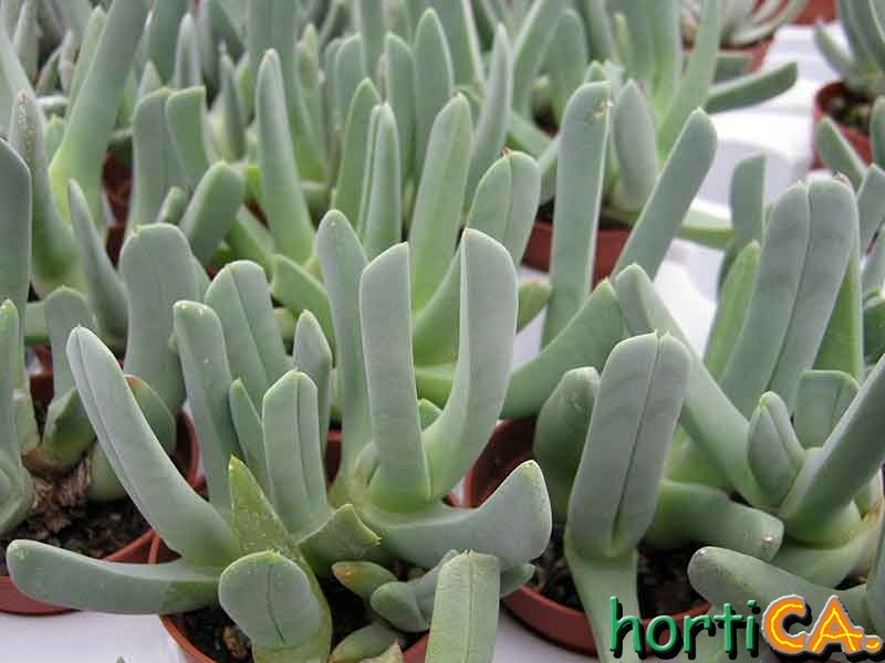 Cheiridopsis candidissima
