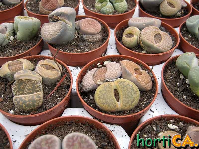 Lithops