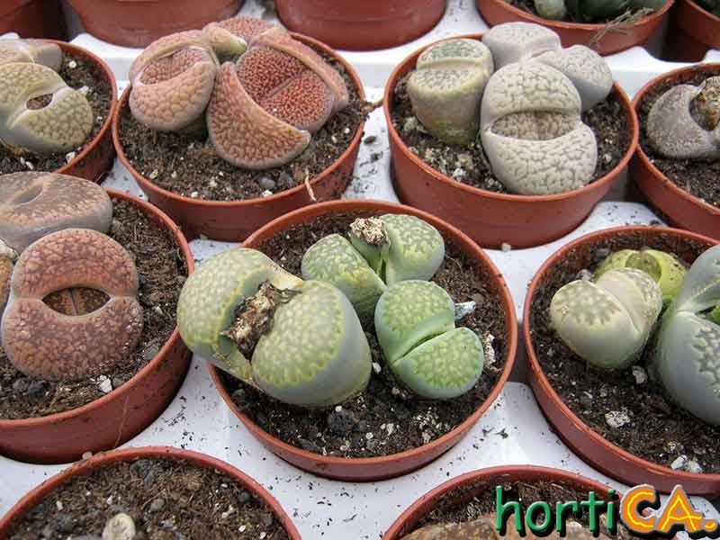 Lithops cultivar