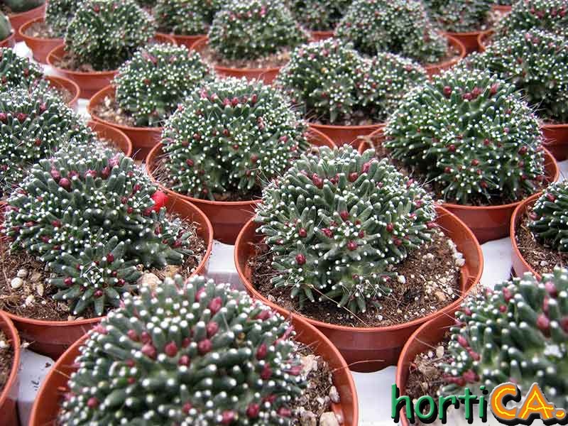 Mammilaria CV: Caterpincy