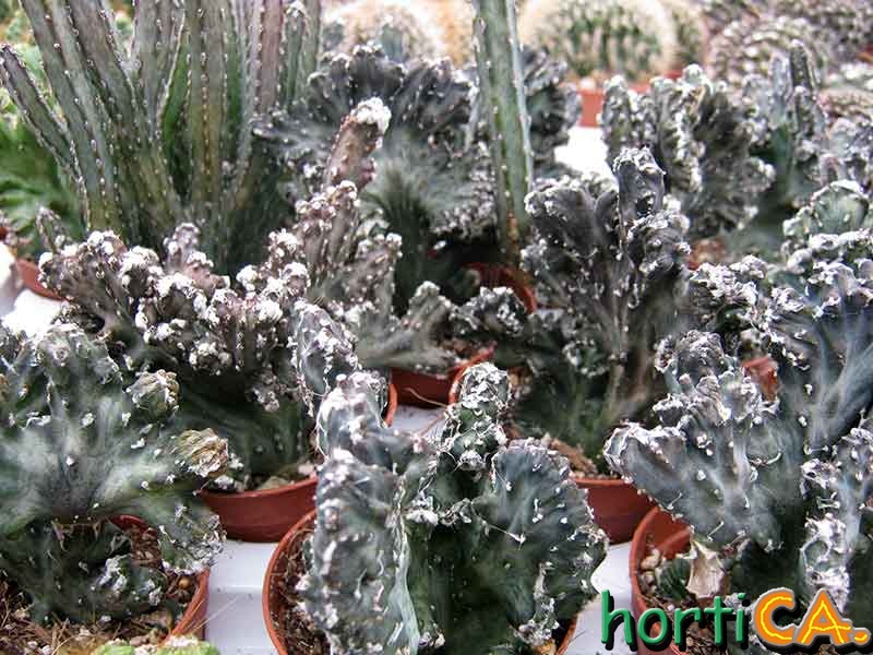 Monvillea spegazzini f. crestata