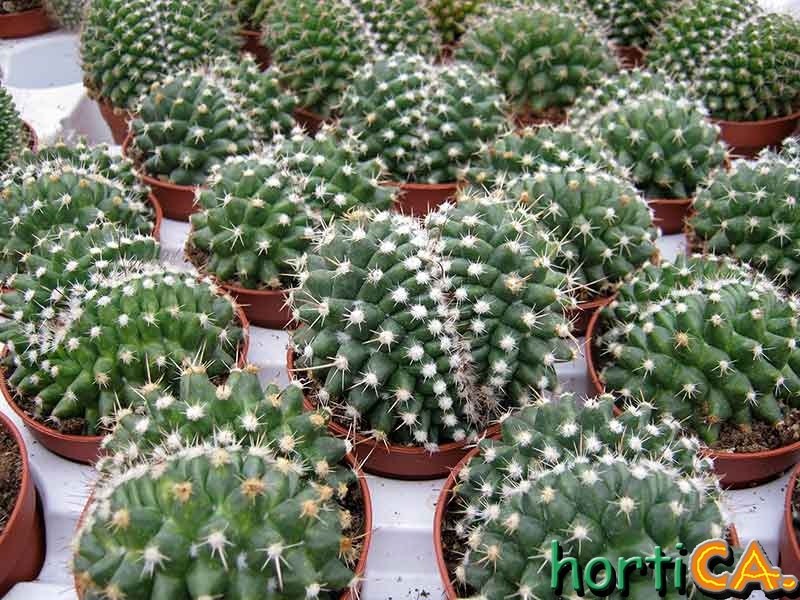 Crestature di mammilaria