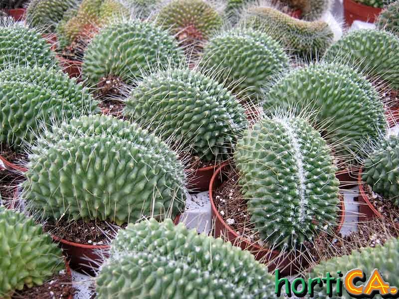 Mammilaria spinosissima cv. un pico