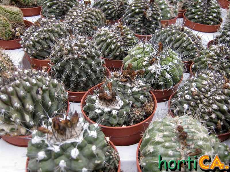Copiapoa
