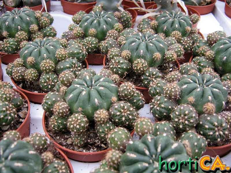 Matucana potzii