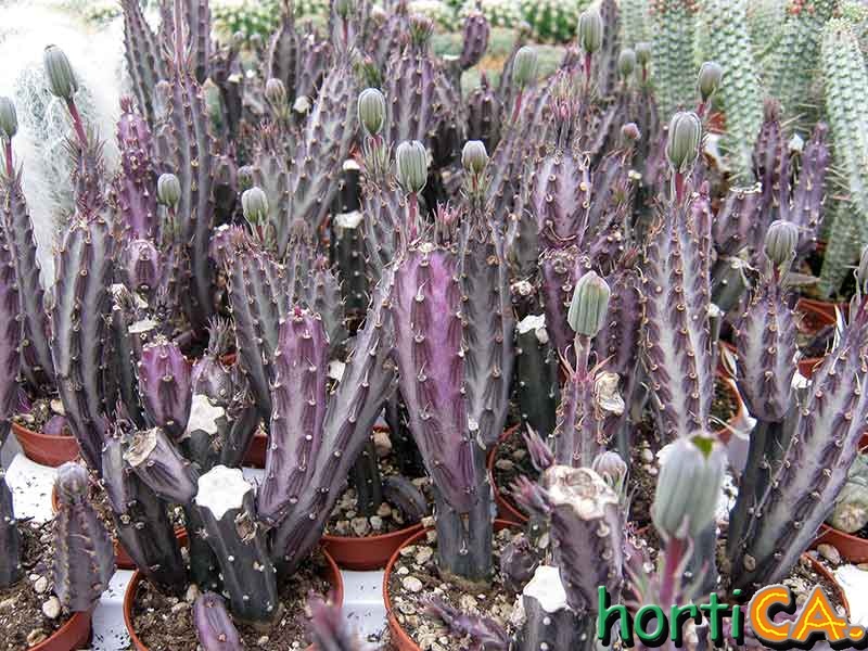 Senecio stapeliformis