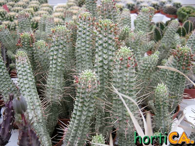 Euphorbia mammilaris