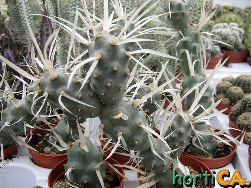 Tephrocactus articulatus var. papyracanthus
