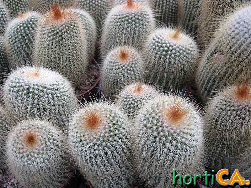 Notocactus leninghausii