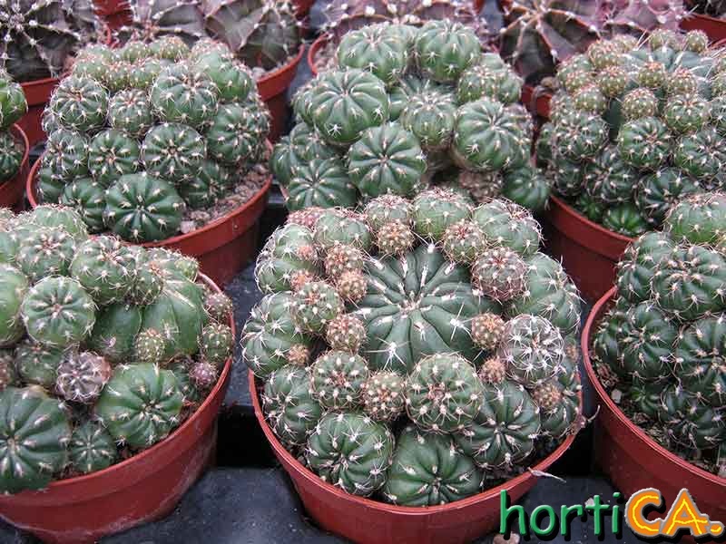 Matucana polzii