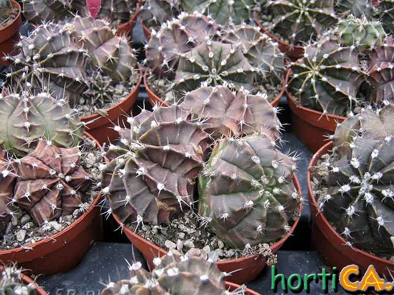 Gimnocalycium milanovici