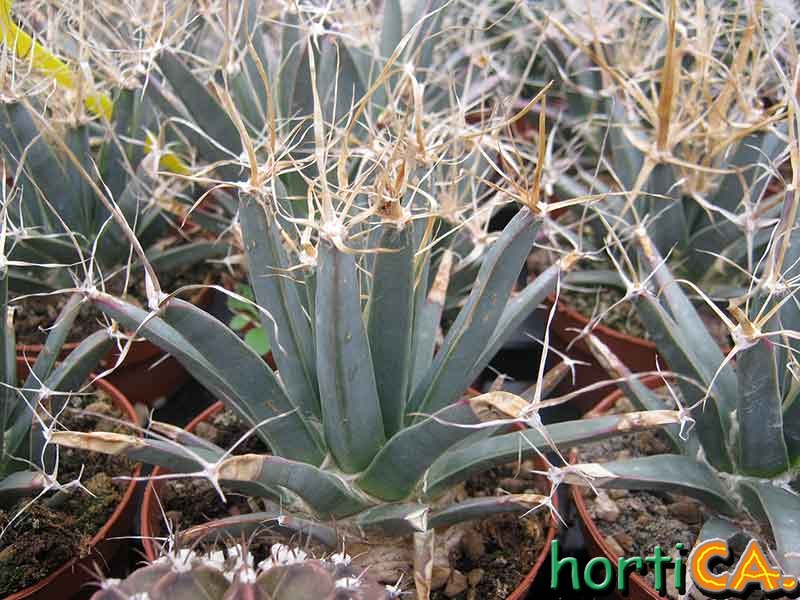 Leuchtembergia principis