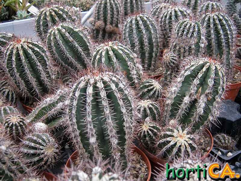 Echinopsis haku-jo