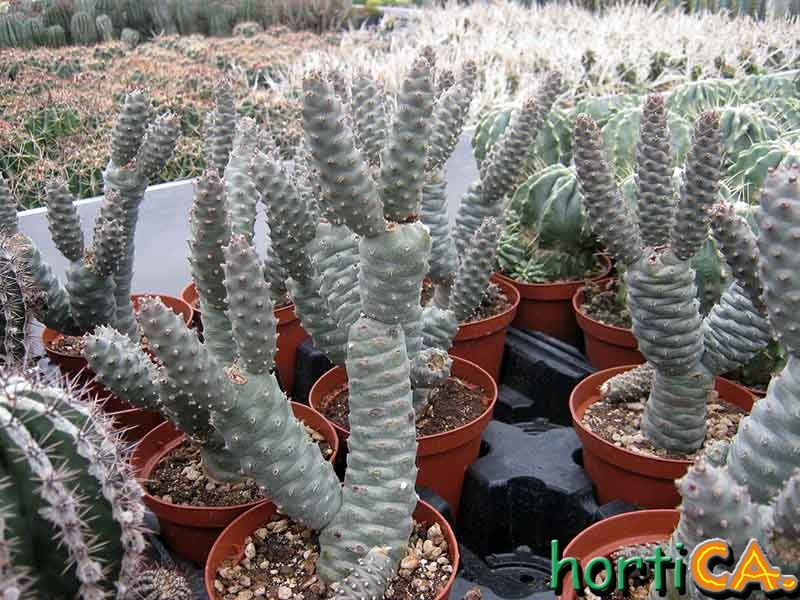 Le nostre piante-54