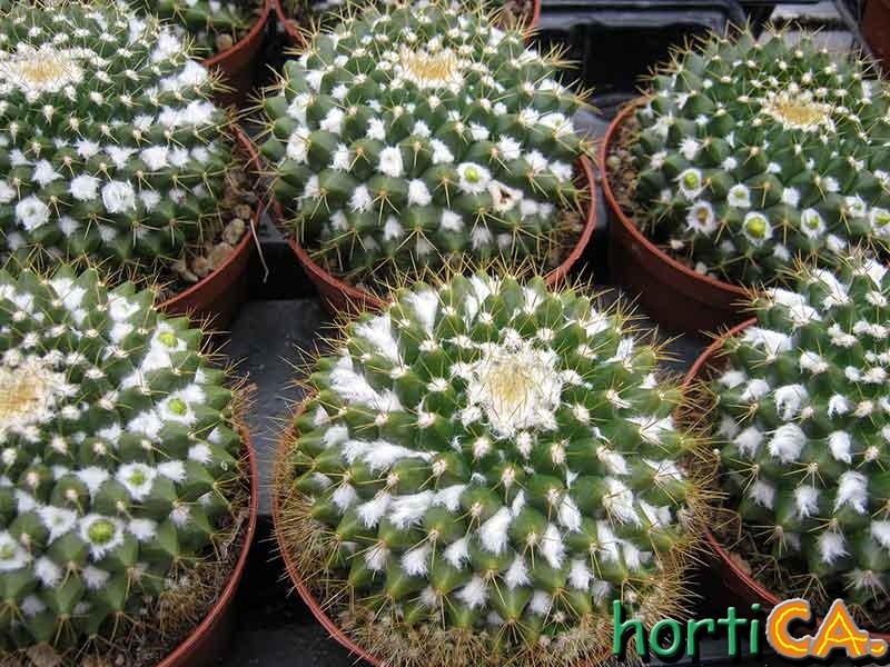 Mammilaria marthiana