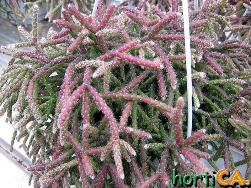 Rhipsalis pilocarpa