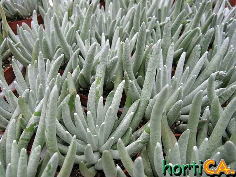 Le nostre piante-67