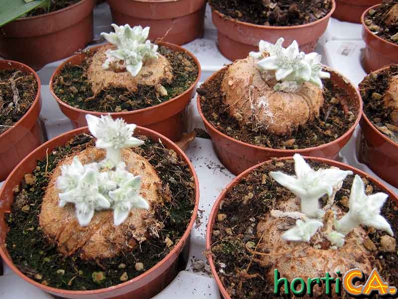 Rechsteineria leucotricha