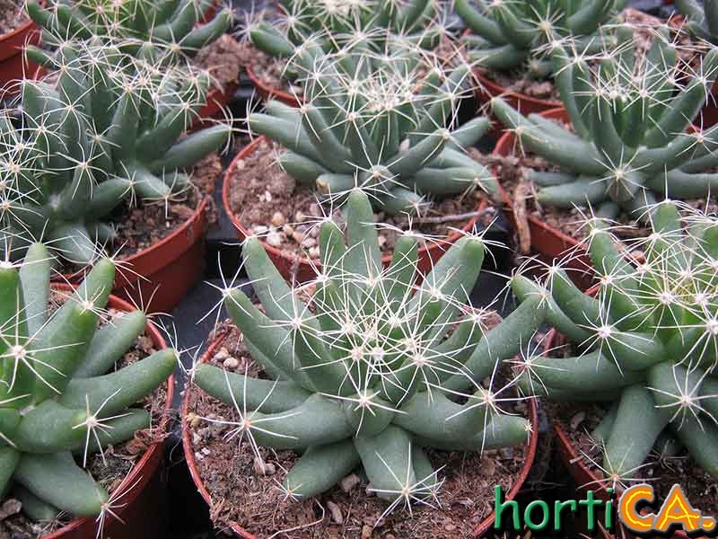 Mammilaria longimamma