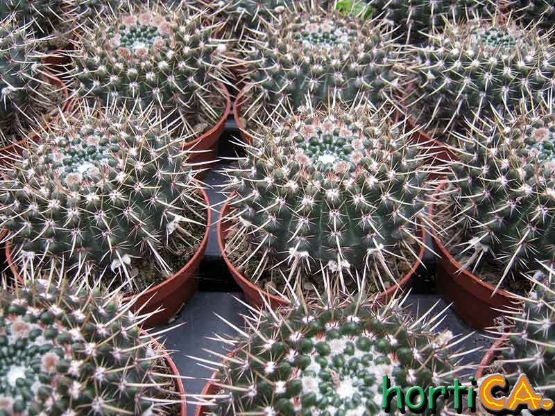 Notocactus mammulosus
